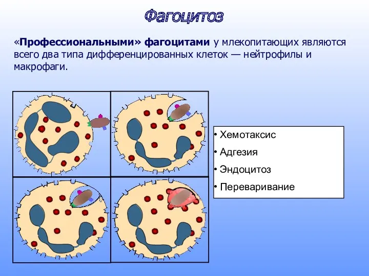 Фагоцитоз Хемотаксис Адгезия Эндоцитоз Переваривание «Профессиональными» фагоцитами у млекопитающих являются