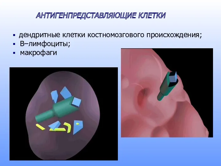 АНТИГЕНПРЕДСТАВЛЯЮЩИЕ КЛЕТКИ дендритные клетки костномозгового происхождения; B–лимфоциты; макрофаги