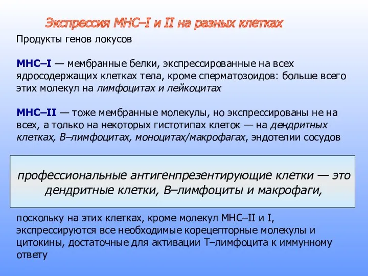 Продукты генов локусов MHC–I — мембранные белки, экспрессированные на всех