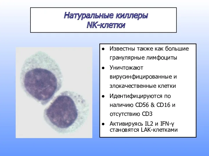 Натуральные киллеры NK-клетки Известны также как большие гранулярные лимфоциты Уничтожают