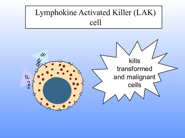 Lymphokine Activated Killer (LAK) cell IL2 IFN IFN IL2