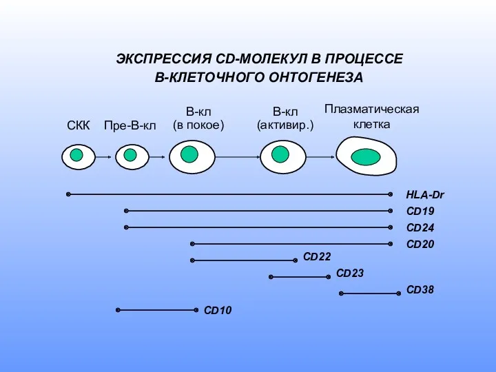 ЭКСПРЕССИЯ CD-МОЛЕКУЛ В ПРОЦЕССЕ В-КЛЕТОЧНОГО ОНТОГЕНЕЗА СКК Пре-В-кл В-кл (в