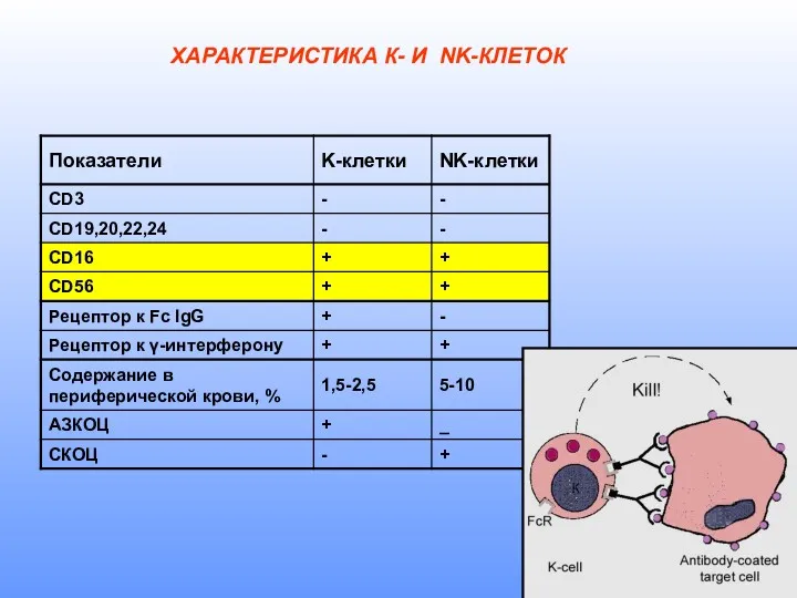 ХАРАКТЕРИСТИКА К- И NK-КЛЕТОК