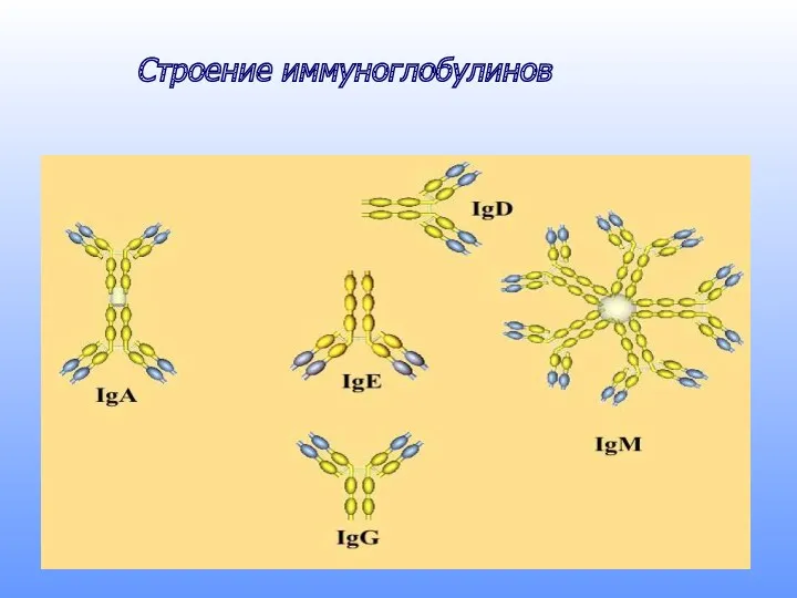 Строение иммуноглобулинов