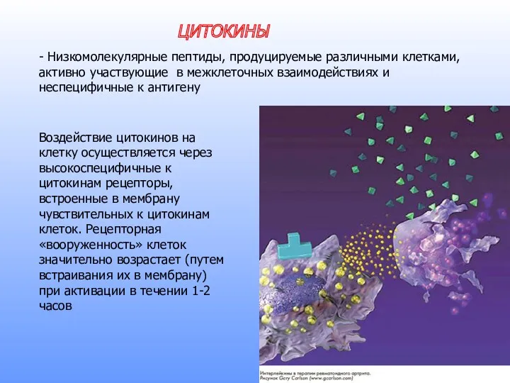 ЦИТОКИНЫ - Низкомолекулярные пептиды, продуцируемые различными клетками, активно участвующие в