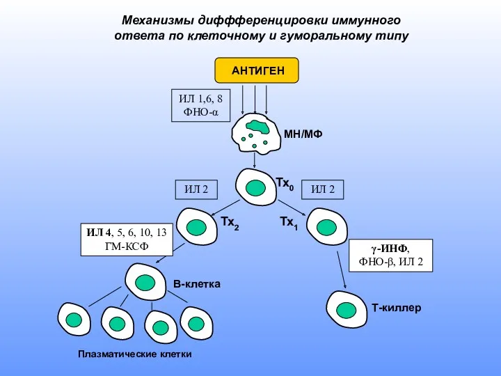 Механизмы диффференцировки иммунного ответа по клеточному и гуморальному типу АНТИГЕН