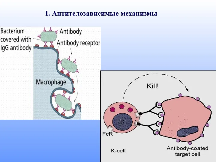 I. Антителозависимые механизмы