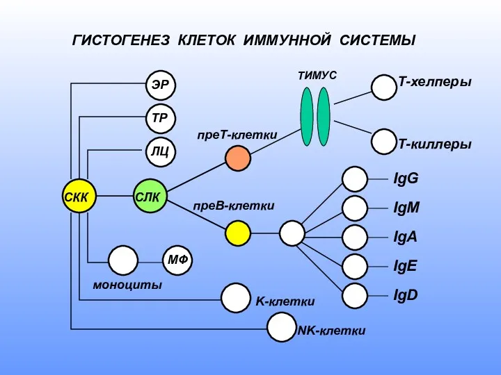 ГИСТОГЕНЕЗ КЛЕТОК ИММУННОЙ СИСТЕМЫ NK-клетки K-клетки ТИМУС преТ-клетки преВ-клетки ЭР