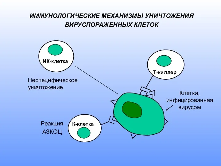 ИММУНОЛОГИЧЕСКИЕ МЕХАНИЗМЫ УНИЧТОЖЕНИЯ ВИРУСПОРАЖЕННЫХ КЛЕТОК Т-киллер Клетка, инфицированная вирусом NК-клетка К-клетка Неспецифическое уничтожение Реакция АЗКОЦ