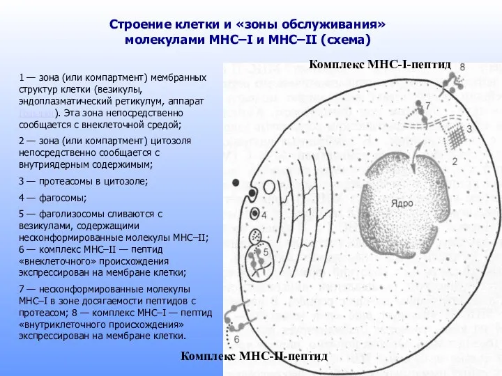 Строение клетки и «зоны обслуживания» молекулами MHC–I и MHC–II (схема)