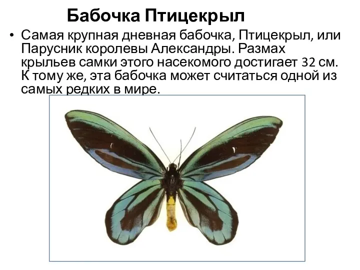 Бабочка Птицекрыл Самая крупная дневная бабочка, Птицекрыл, или Парусник королевы