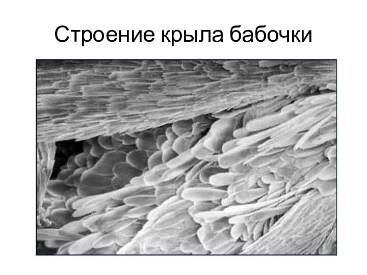 Строение крыла бабочки