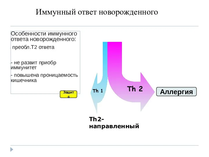 Иммунный ответ новорожденного Th 2 Th 1 Защита Aллергия Th2-направленный Особенности иммунного ответа