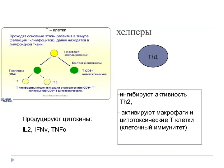 Th1 хелперы Продуцируют цитокины: IL2, IFNγ, TNFα ингибируют активность Th2, активируют макрофаги и