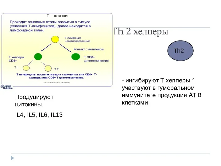 Тh 2 хелперы - ингибируют Т хелперы 1 участвуют в гуморальном иммунитете продукция