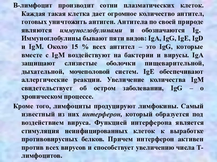 В-лимфоцит производит сотни плазматических клеток. Каждая такая клетка дает огромное