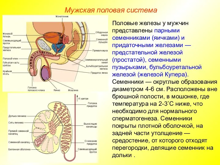 Мужская половая система Половые железы у мужчин представлены парными семенниками