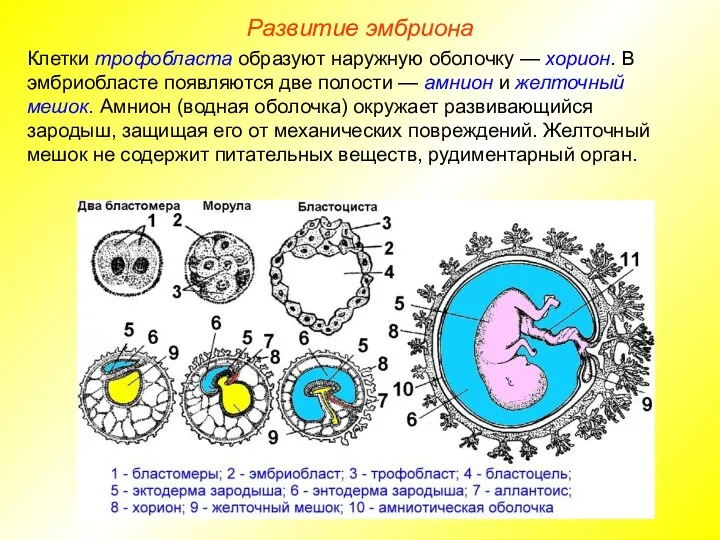 Клетки трофобласта образуют наружную оболочку — хорион. В эмбриобласте появляются