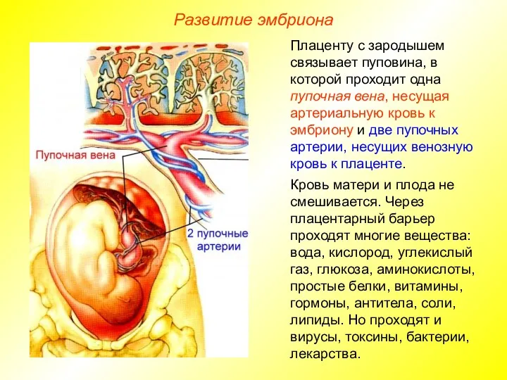 Плаценту с зародышем связывает пуповина, в которой проходит одна пупочная