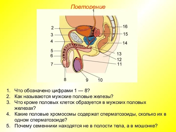 Повторение Что обозначено цифрами 1 — 8? Как называются мужские