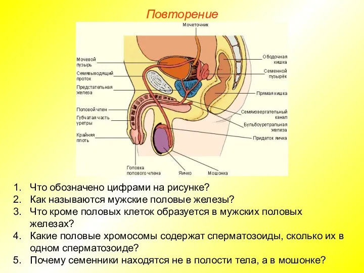 Повторение Что обозначено цифрами на рисунке? Как называются мужские половые