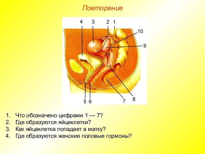 Повторение Что обозначено цифрами 1 — 7? Где образуются яйцеклетки?