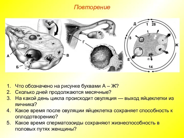 Повторение Что обозначено на рисунке буквами А – Ж? Сколько