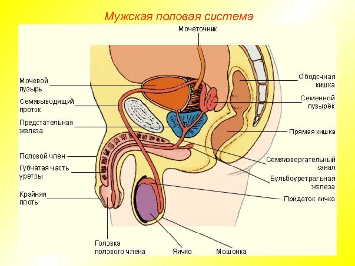 Мужская половая система