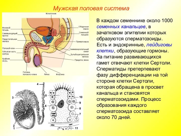 Мужская половая система В каждом семеннике около 1000 семенных канальцев,