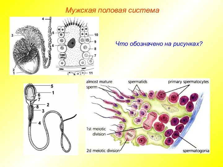 Что обозначено на рисунках? Мужская половая система