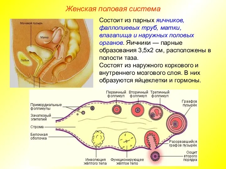 Женская половая система Состоит из парных яичников, фаллопиевых труб, матки,