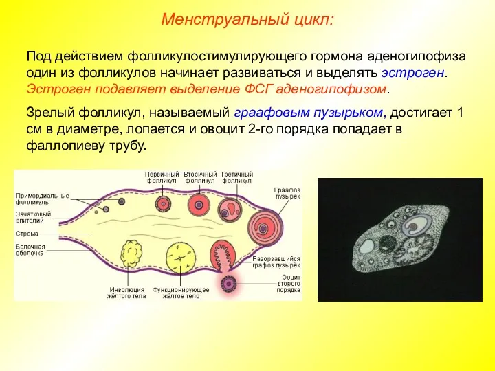 Менструальный цикл: Под действием фолликулостимулирующего гормона аденогипофиза один из фолликулов