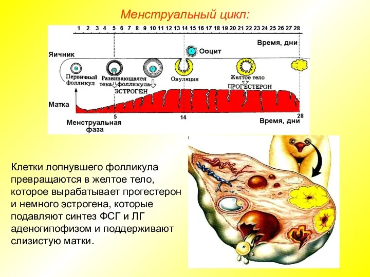 Менструальный цикл: Клетки лопнувшего фолликула превращаются в желтое тело, которое