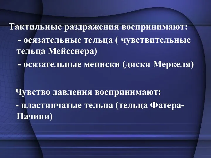 Тактильные раздражения воспринимают: - осязательные тельца ( чувствительные тельца Мейсснера)