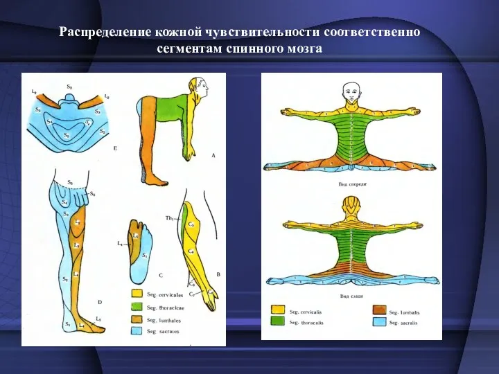 Распределение кожной чувствительности соответственно сегментам спинного мозга