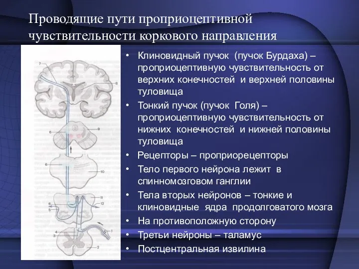 Проводящие пути проприоцептивной чувствительности коркового направления Клиновидный пучок (пучок Бурдаха)