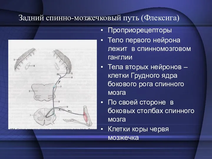 Задний спинно-мозжечковый путь (Флексига) Проприорецепторы Тело первого нейрона лежит в