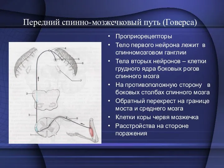 Передний спинно-мозжечковый путь (Говерса) Проприорецепторы Тело первого нейрона лежит в