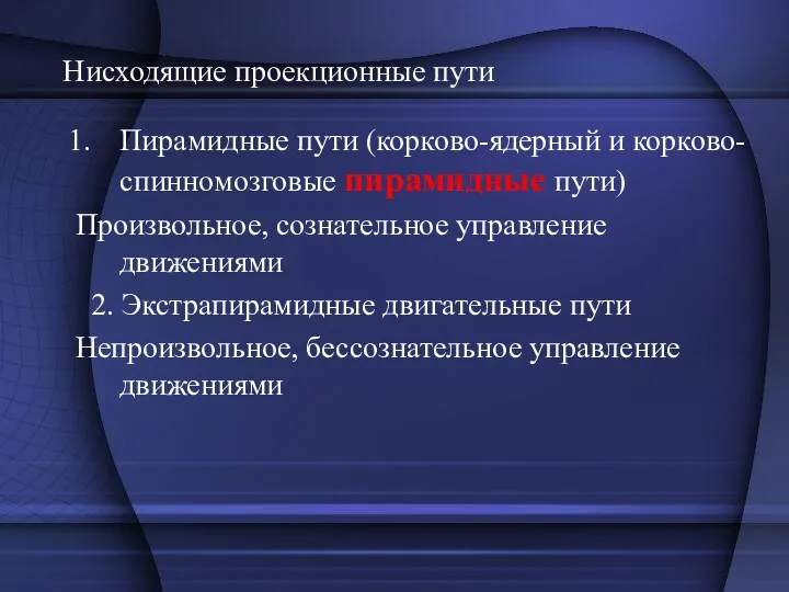 Нисходящие проекционные пути Пирамидные пути (корково-ядерный и корково-спинномозговые пирамидные пути)