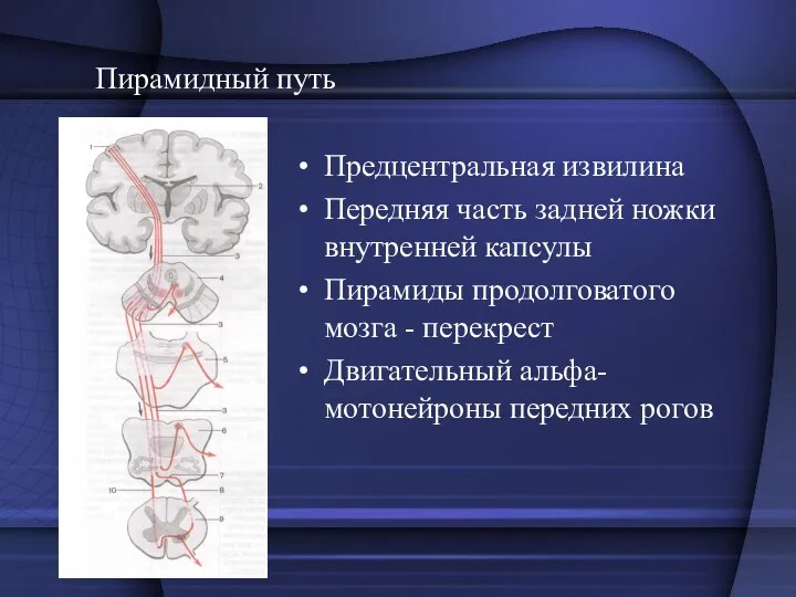 Пирамидный путь Предцентральная извилина Передняя часть задней ножки внутренней капсулы