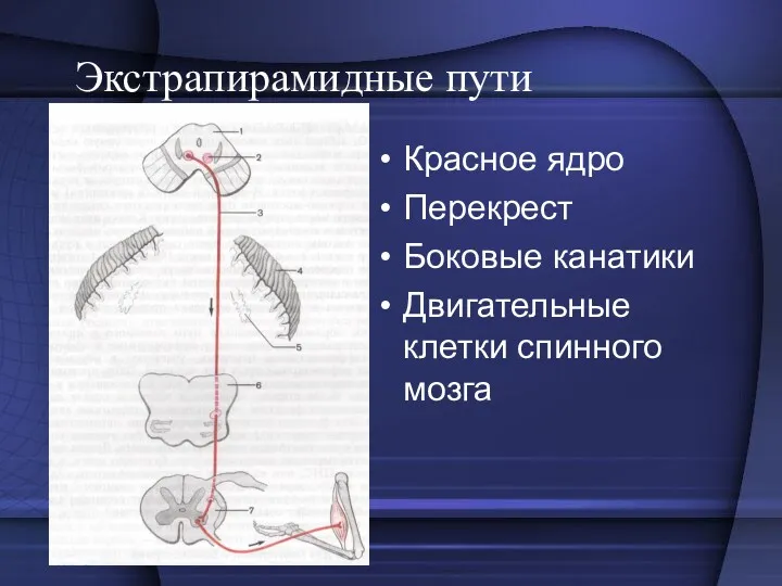 Экстрапирамидные пути Красное ядро Перекрест Боковые канатики Двигательные клетки спинного мозга