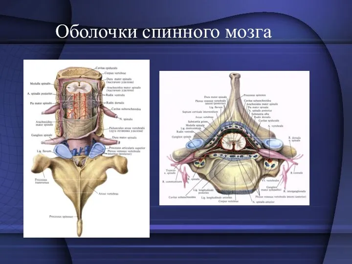 Оболочки спинного мозга