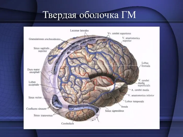 Твердая оболочка ГМ