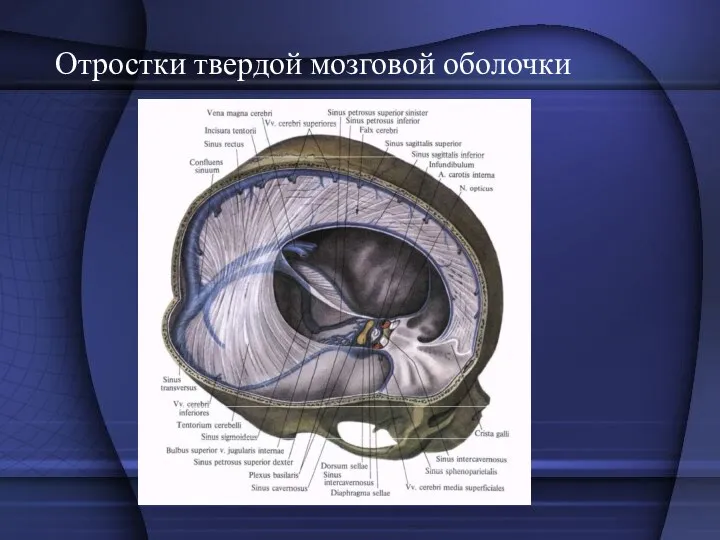 Отростки твердой мозговой оболочки