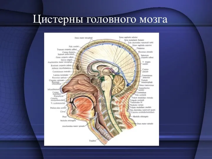 Цистерны головного мозга