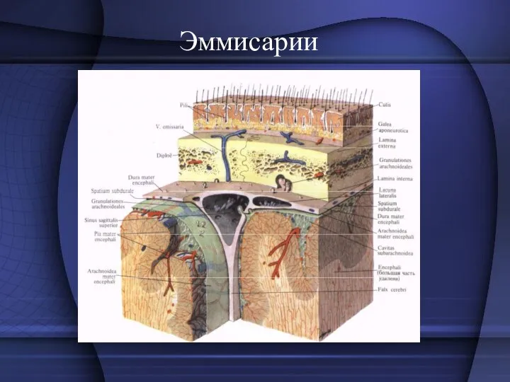 Эммисарии