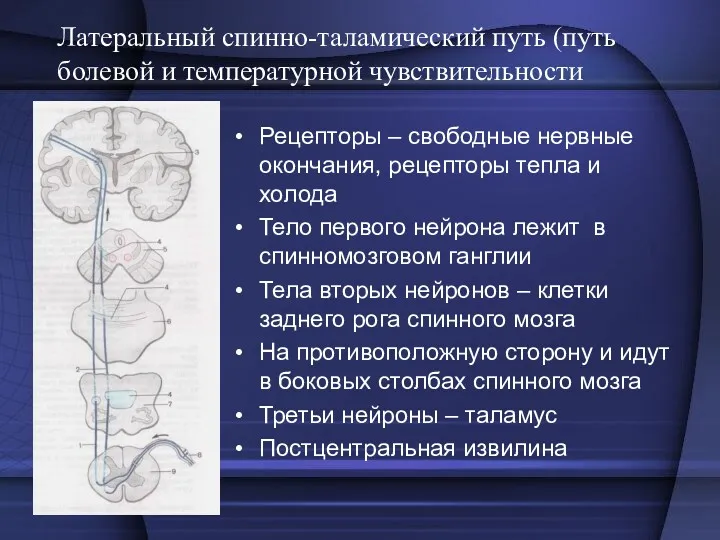 Латеральный спинно-таламический путь (путь болевой и температурной чувствительности Рецепторы –