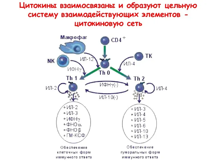 Цитокины взаимосвязаны и образуют цельную систему взаимодействующих элементов - цитокиновую сеть