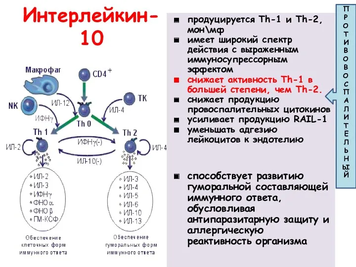 Интерлейкин-10 продуцируется Th-1 и Th-2, мон\мф имеет широкий спектр действия