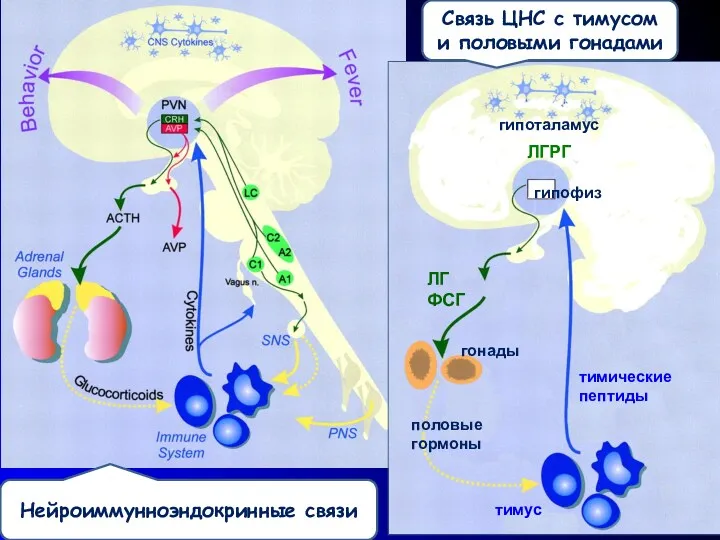 Связь ЦНС с тимусом и половыми гонадами Нейроиммунноэндокринные связи гипоталамус